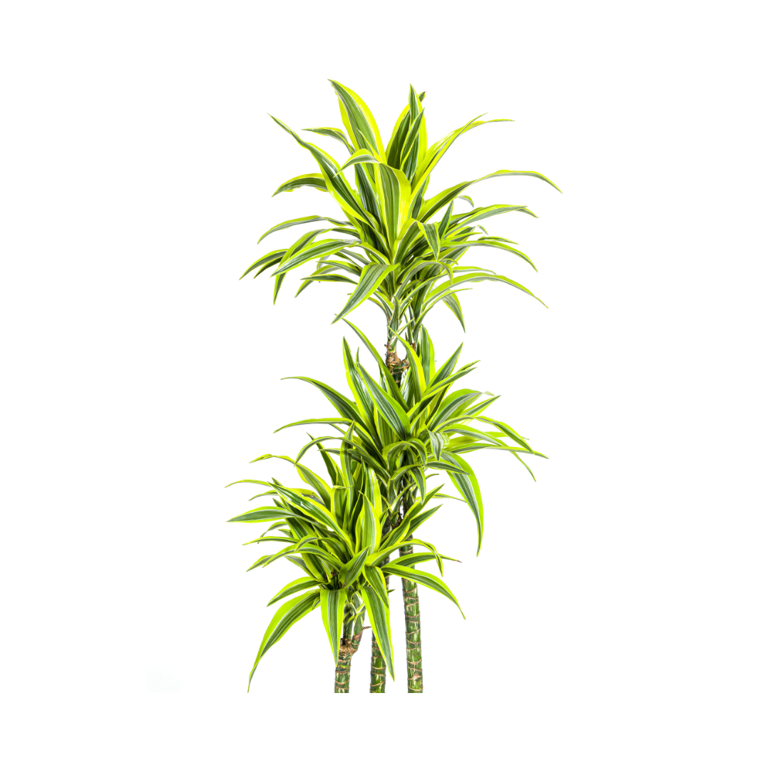 dracaena-lemon-lime-plantenpot-modern-design