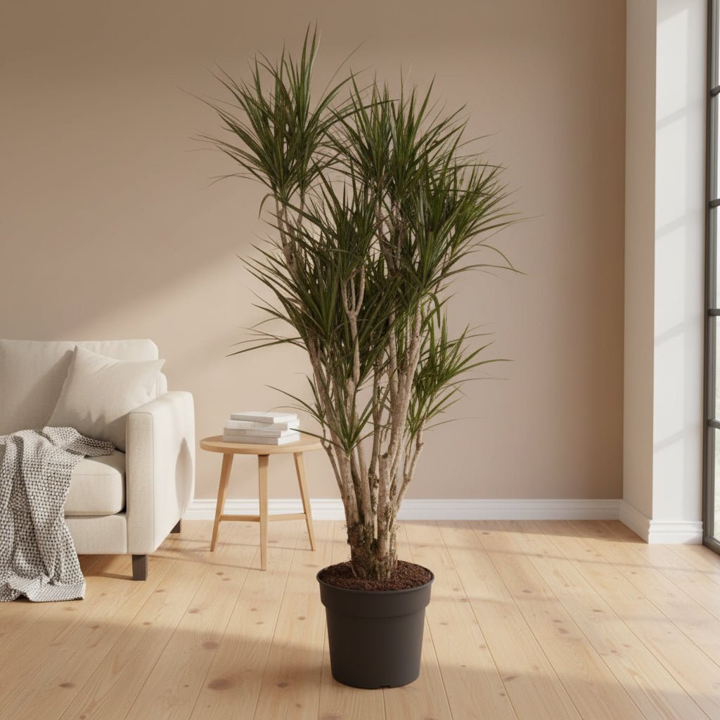 Dracaena Marginata vertakt - 160cm - Plant - plantenmagie