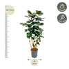 Polyscias Fabian - 130 cm - ø27 - Plant - plantenmagie