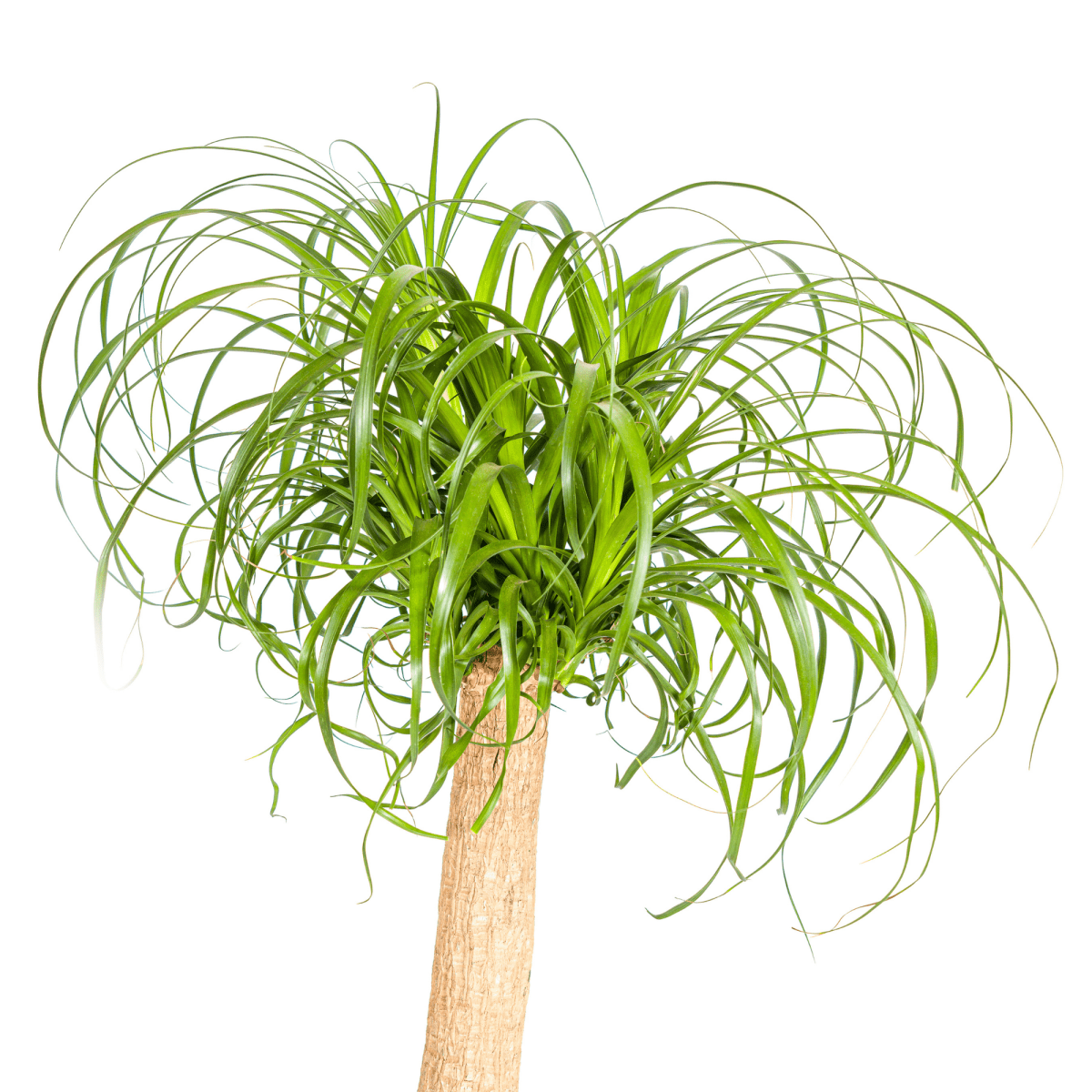 Beaucarnea Recurvata Stam met mand Ø24cm - ↕80 - 100cm-Plant-plantenmagie