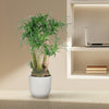 Beaucarnea vertakt - 110 cm - ø41 - Plant - plantenmagie