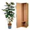 Polyscias Fabian - 130 cm - ø27 - Plant - plantenmagie