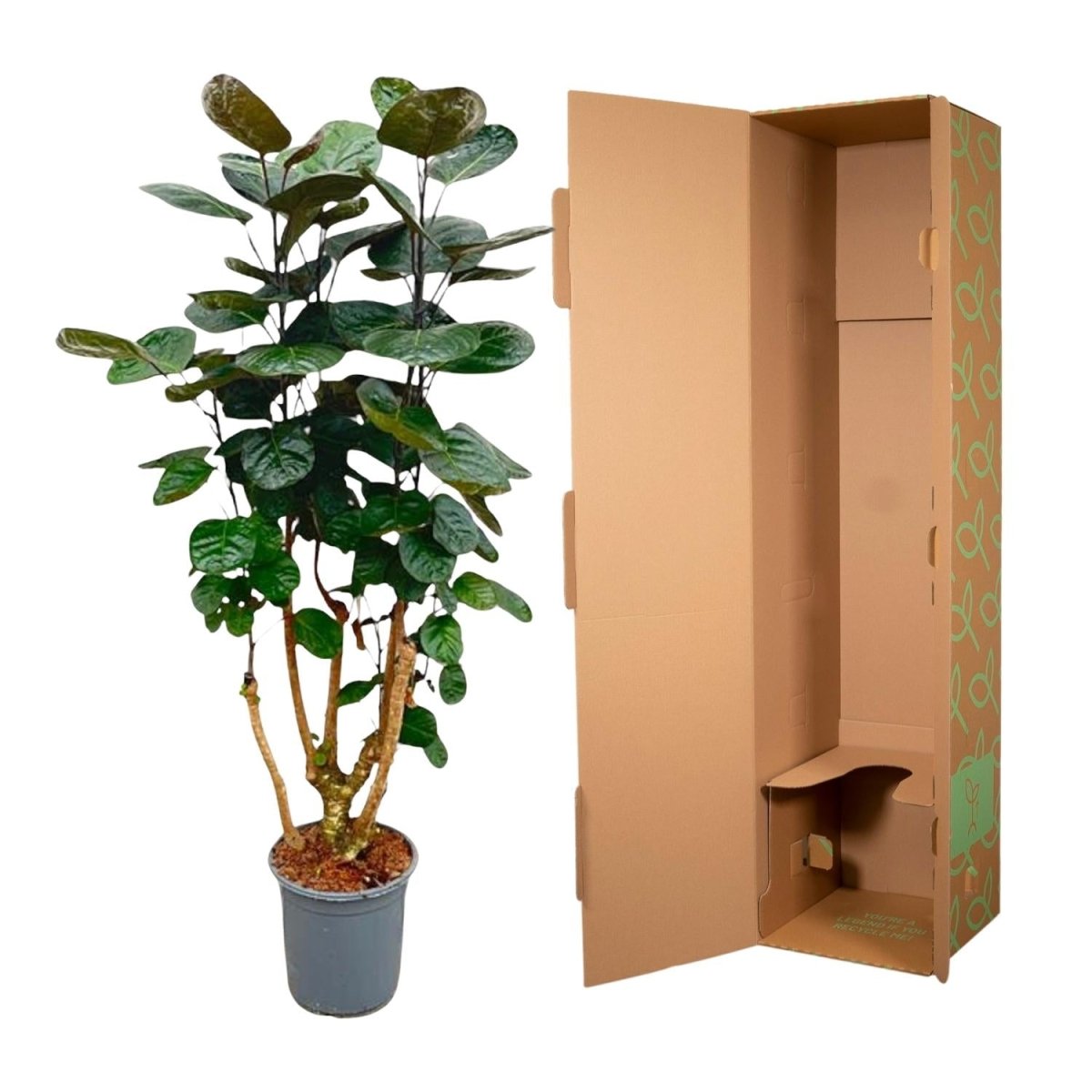 Polyscias Fabian - 130 cm - ø27 - Plant - plantenmagie