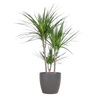 Duurzame Viber plantenpot grijs Ø21 met Dracaena plant