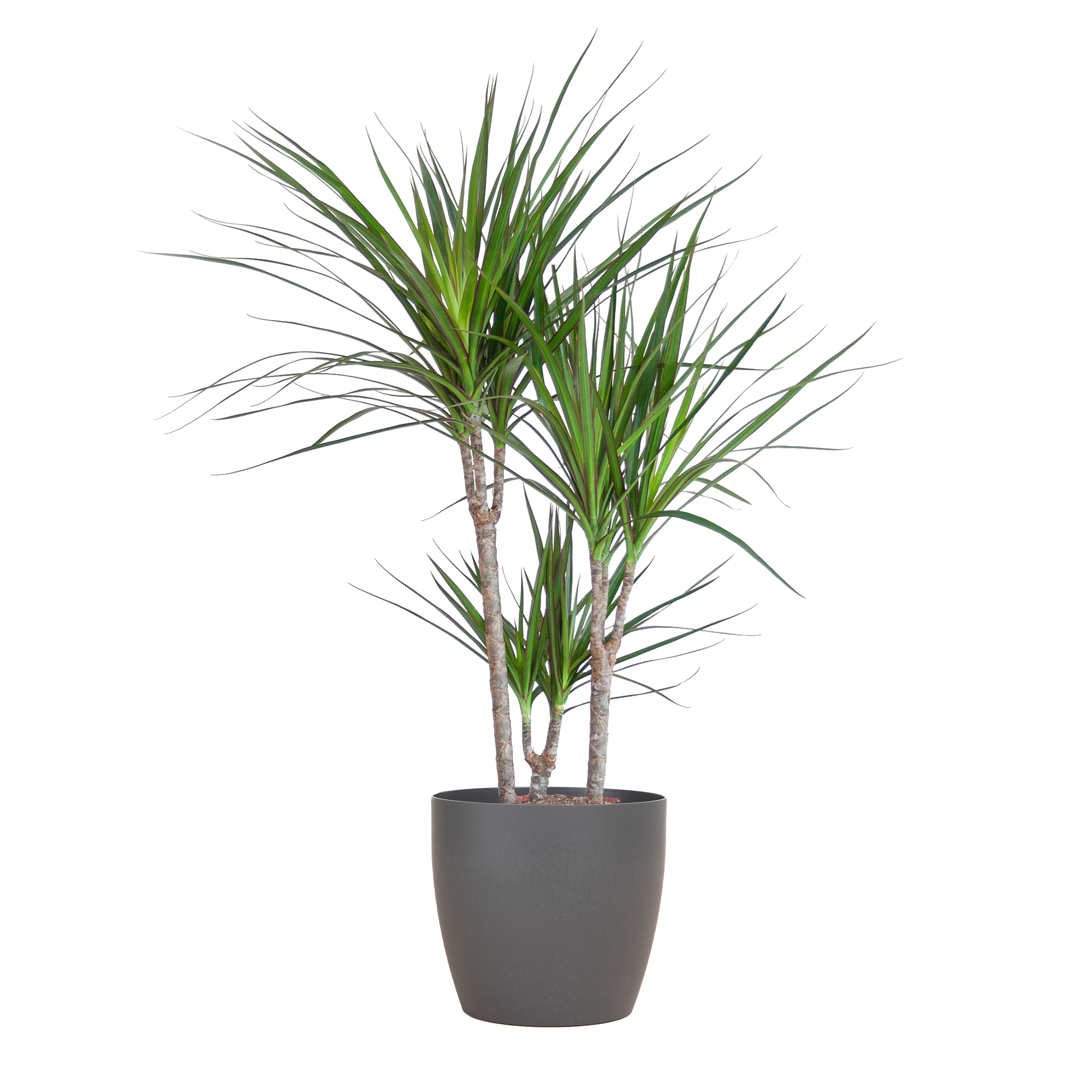 Duurzame Viber plantenpot grijs Ø21 met Dracaena plant