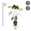 Alocasia Zebrina - 130 cm - ø32 - Plant - plantenmagie