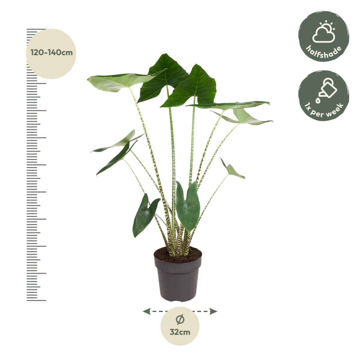 Alocasia Zebrina - 130 cm - ø32 - Plant - plantenmagie