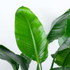 Strelitzia Nicolai XL plant als blikvanger in modern interieur