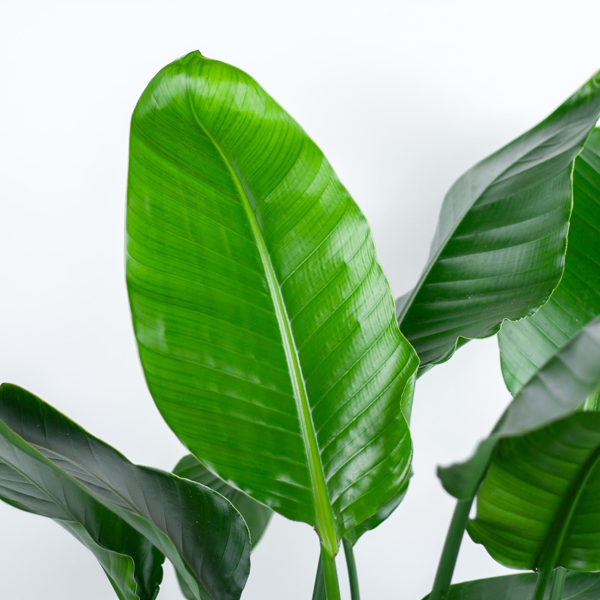 Strelitzia Nicolai XL plant als blikvanger in modern interieur