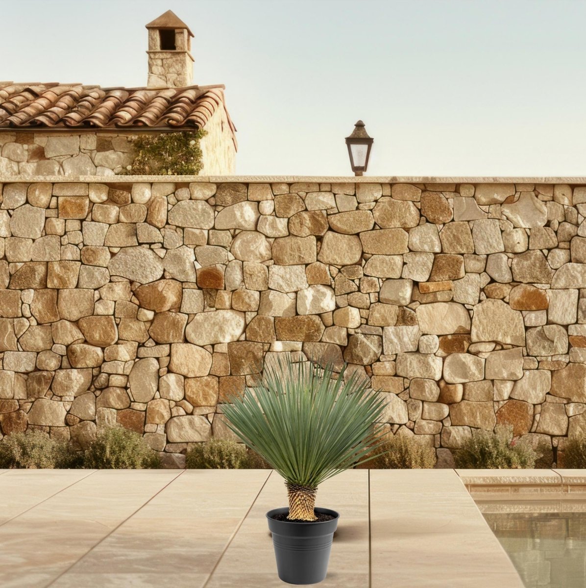 Yucca Rostrata - 80 - 100cm- Ø38-Plant-plantenmagie