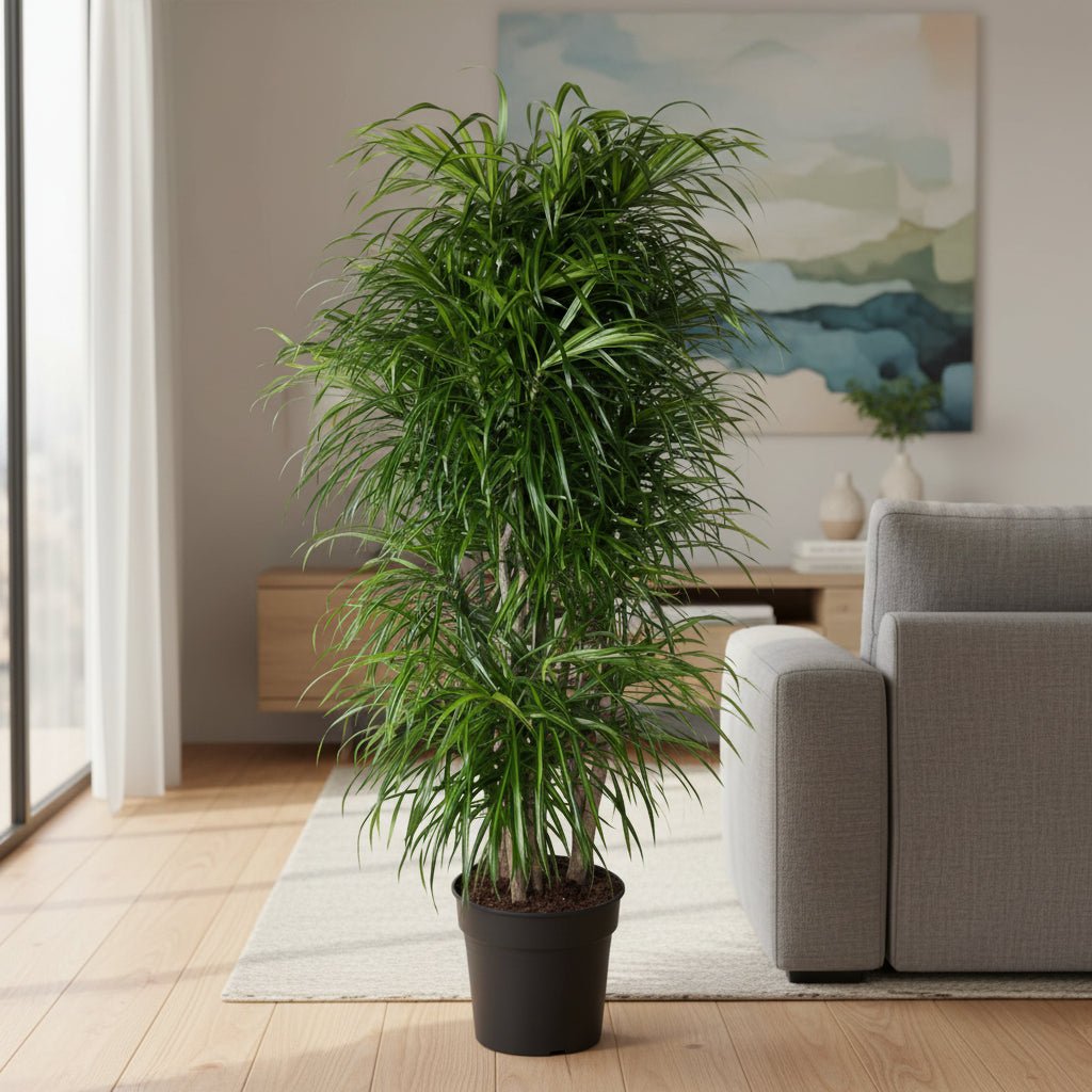 Dracaena Anita vertakt - 160 cm - ø34 - Plant - plantenmagie