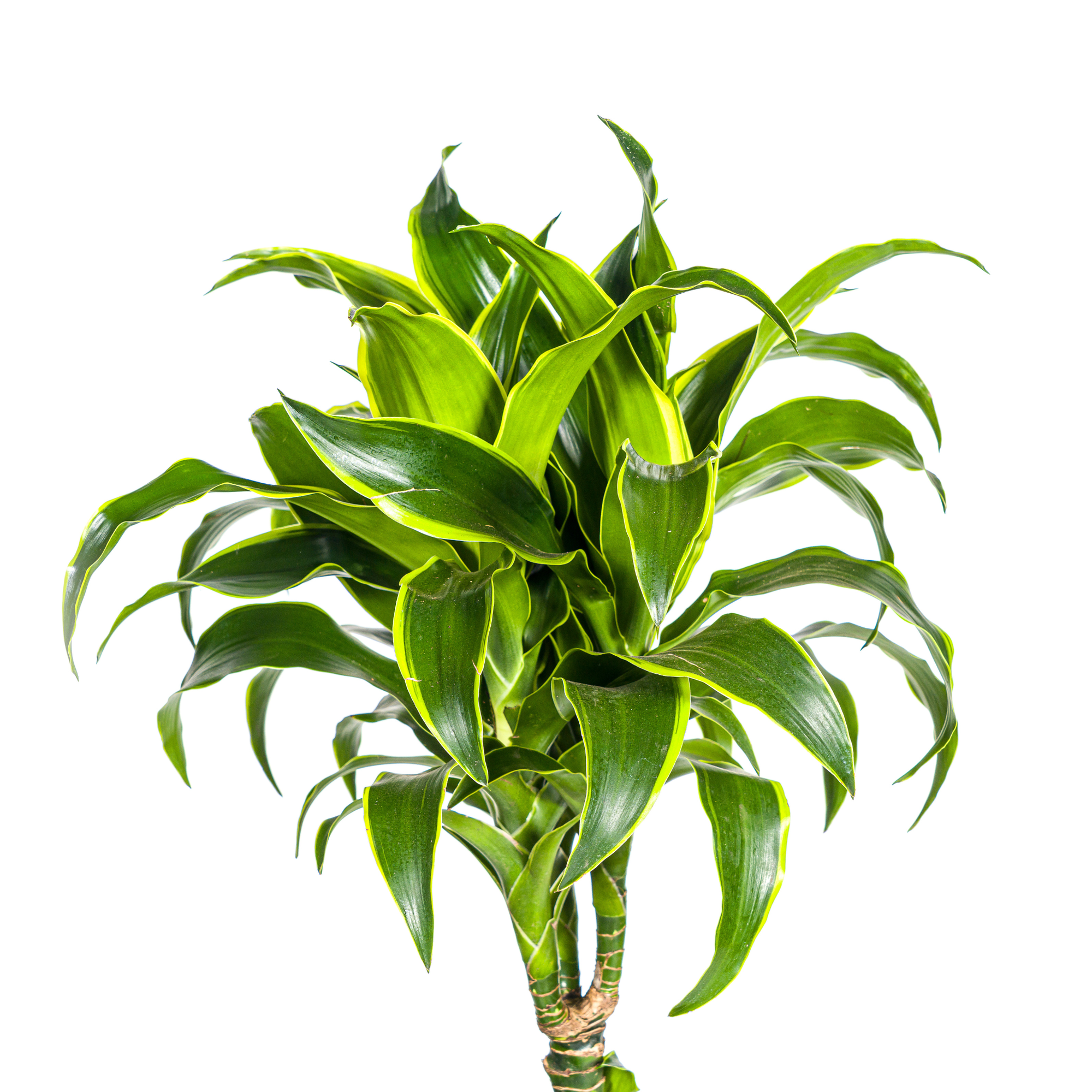 Close-up van de glanzende bladeren van Dracaena Dorado met goudgele randen