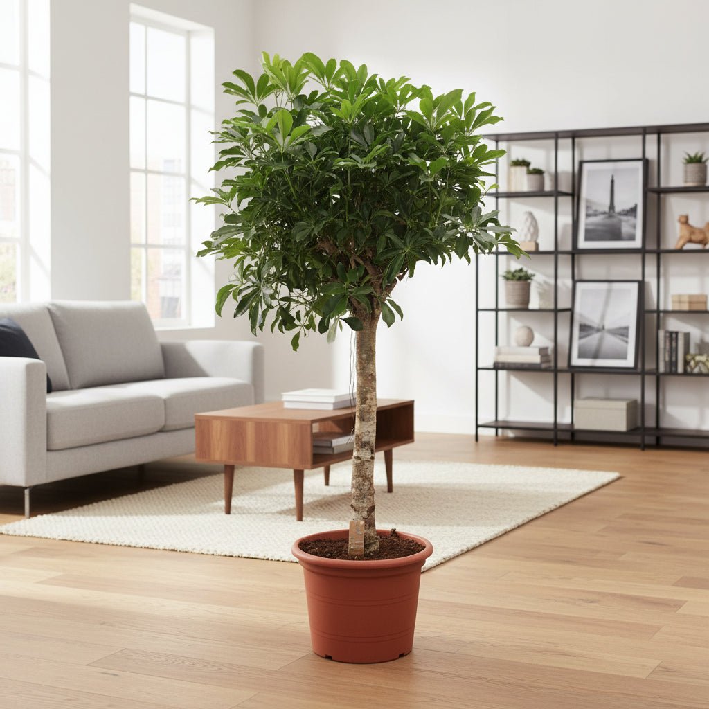 Schefflera Arboricola Compacta boom - 180 cm - ø35 - Plant - plantenmagie