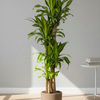 Dracaena Fragrans Massangeana Ø30cm - ↕170 - 190cm