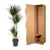 Dracaena Marginata - 180 cm - ø27 - Plant - plantenmagie