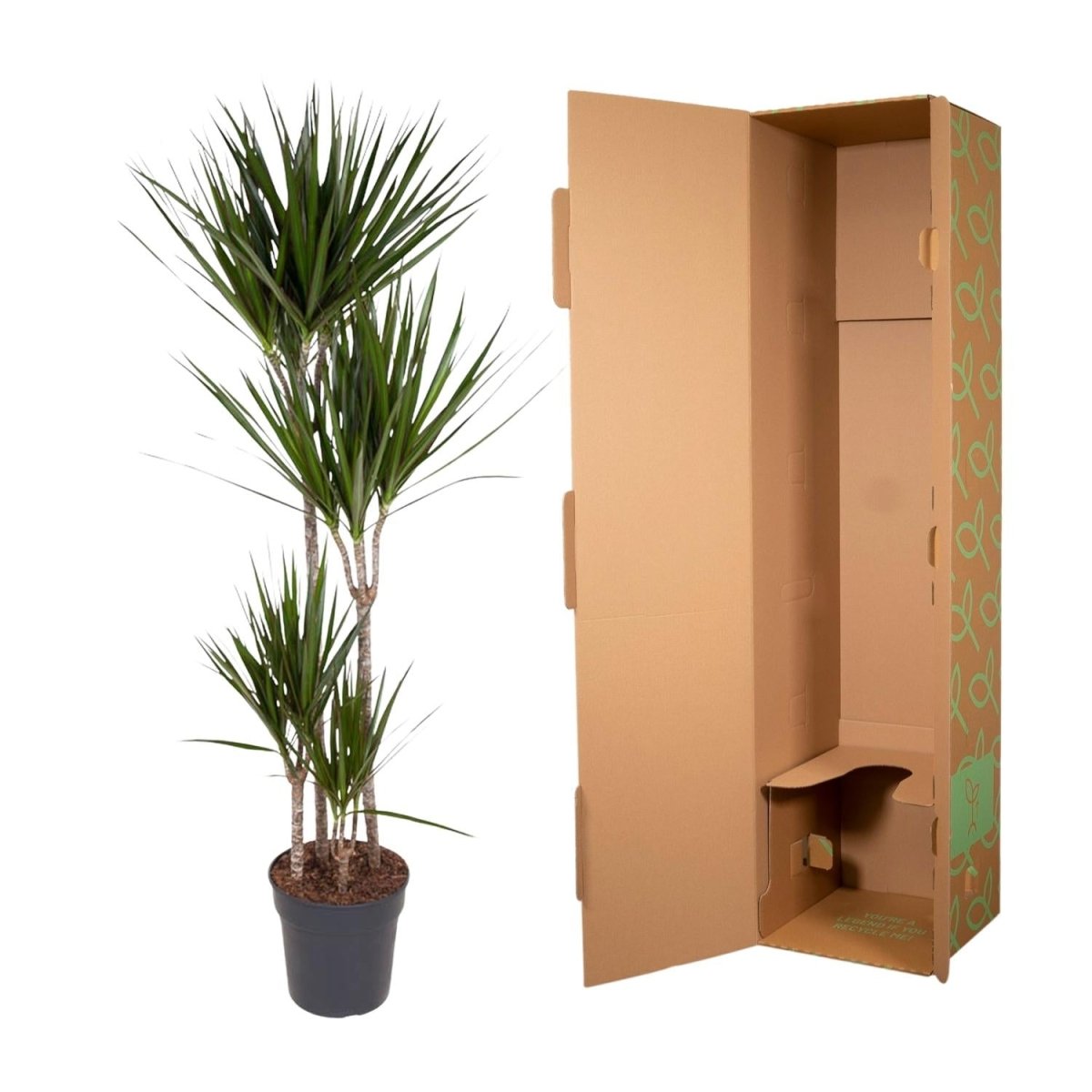 Dracaena Marginata - 180 cm - ø27 - Plant - plantenmagie