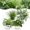 Huisdiervriendelijke planten mix - 25 cm - Ø12 - set van 4 - Plant - plantenmagie