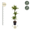 Dracaena Lemon Lime - 130 cm - ø24 - Plant - plantenmagie