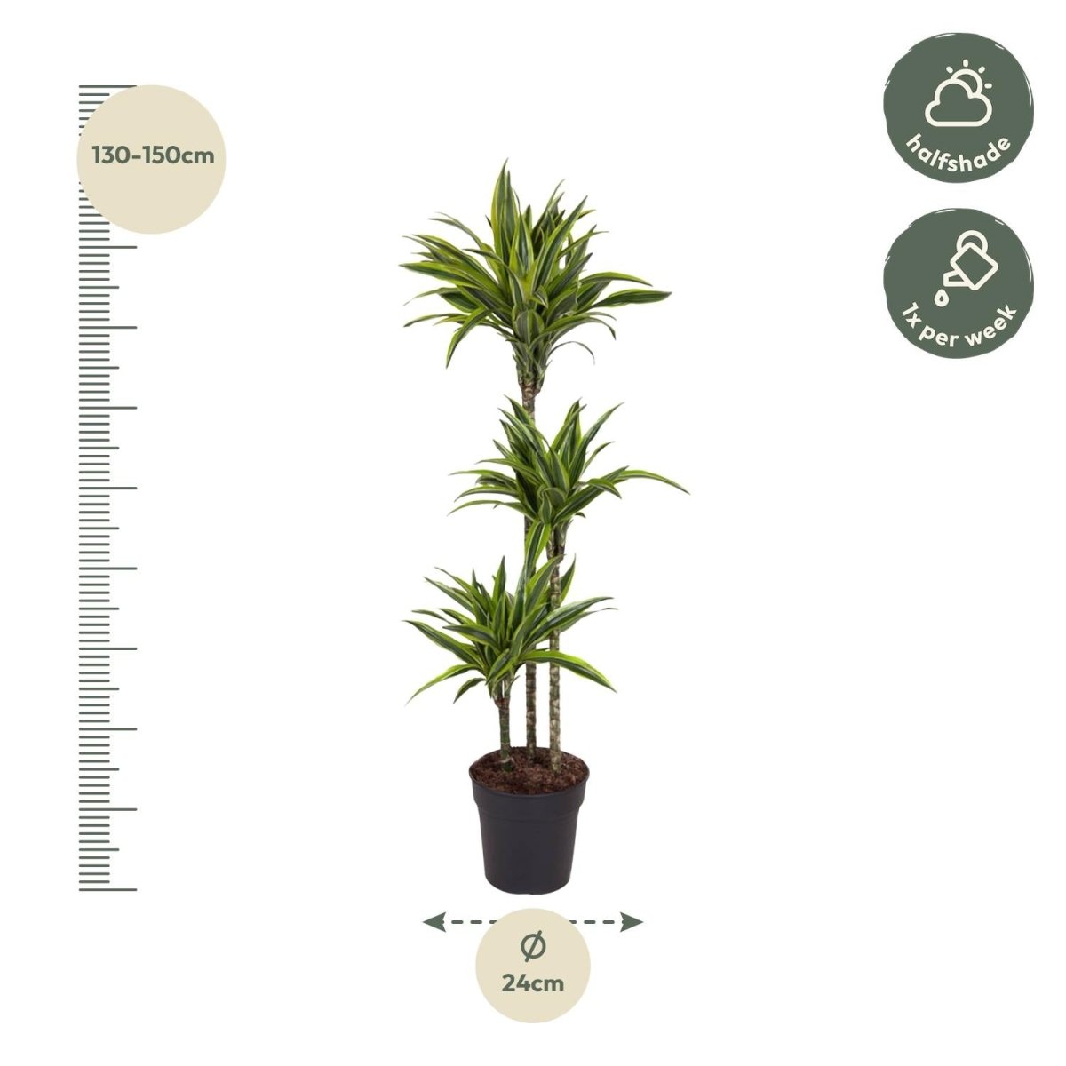 Dracaena Lemon Lime - 130 cm - ø24 - Plant - plantenmagie