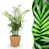 Chamaedorea elegans in mand – 15 cm - Plant - plantenmagie