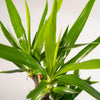2x Yucca - ↨90cm - Ø17cm - Plant - plantenmagie