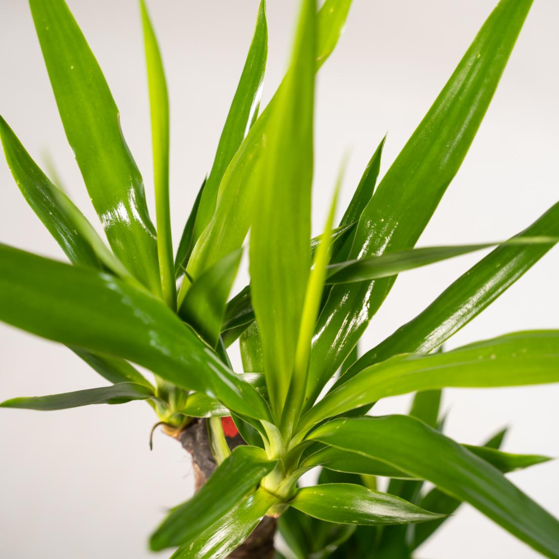 2x Yucca - ↨90cm - Ø17cm - Plant - plantenmagie