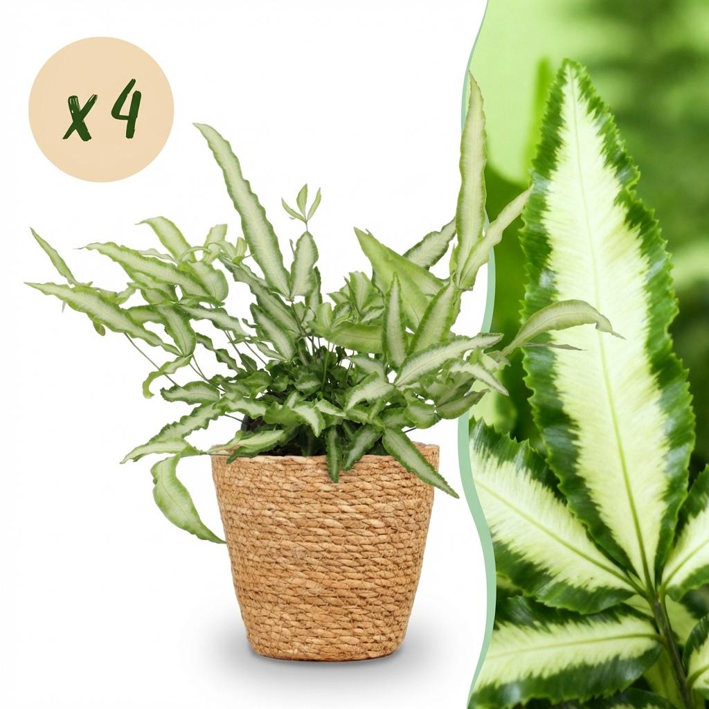 Pteris cretica Albolineata Lintvaren - 20 cm - Ø12 - set van 4 in mand - Plant - plantenmagie