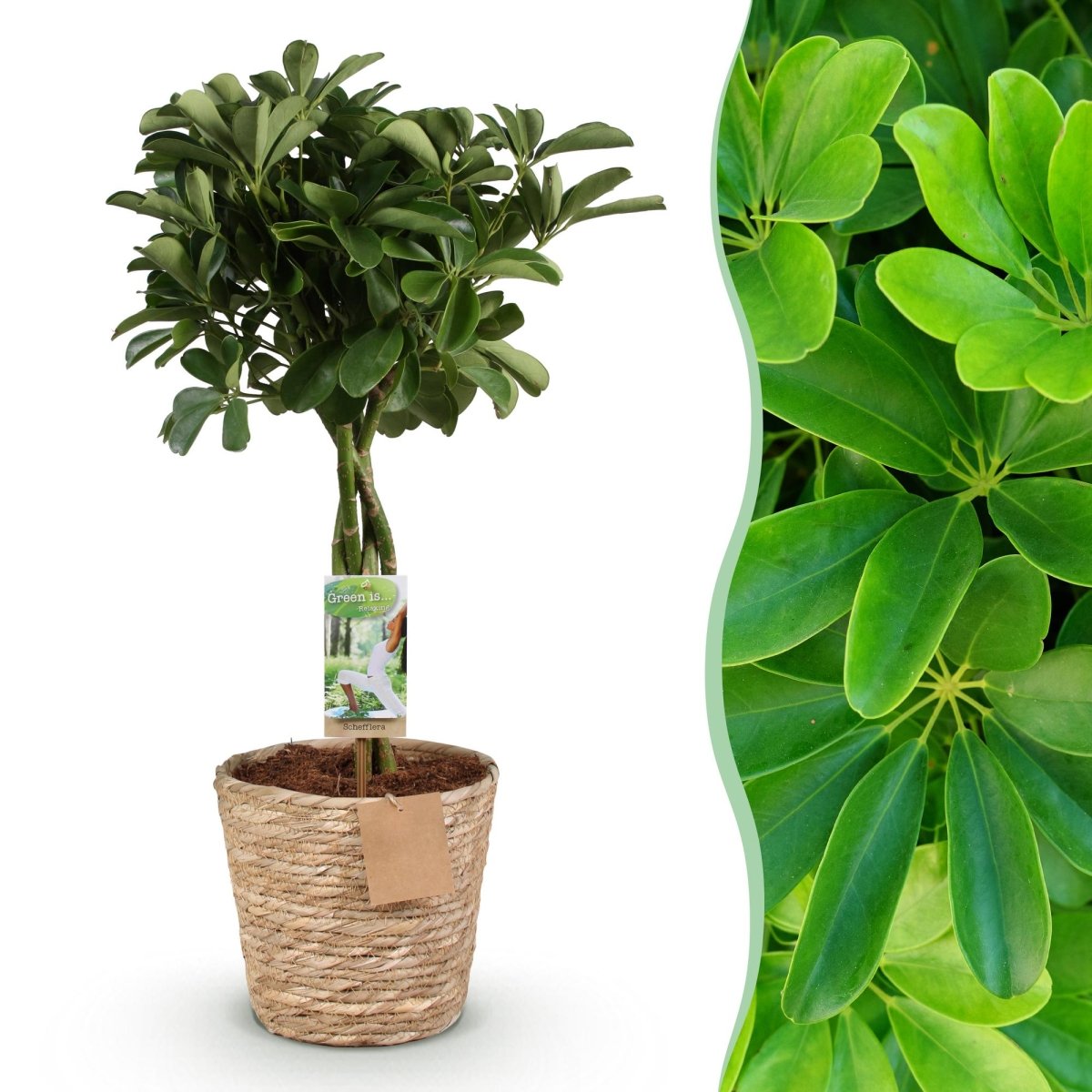 Schefflera Nora vingerboom 70–82 cm met mand - Plant - plantenmagie