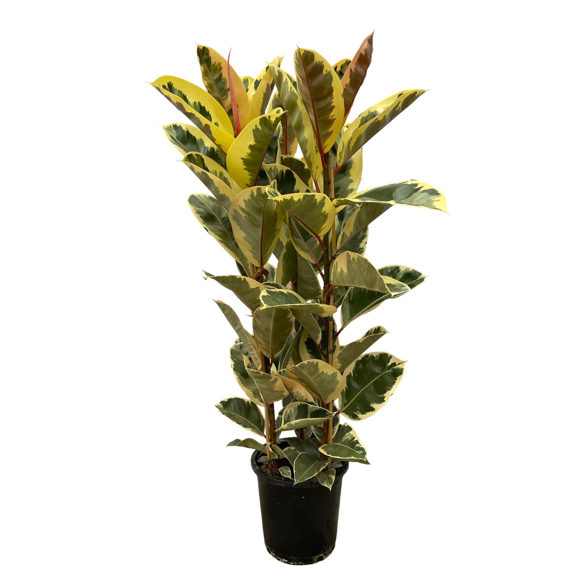 Rubberplant in stijlvolle pot voor binnen, goed verlichte woonkamer