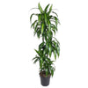 Dracaena Hawaiian Sunshine – 150 cm-Plant-plantenmagie