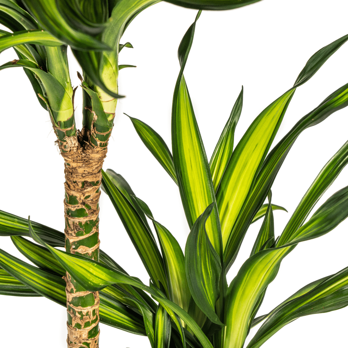 Dracaena Deremensis Rikki – 150 cm-Plant-plantenmagie