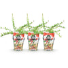 Fruitplanten - Blauwe Bes - Winterhard - 3 Planten