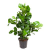 Clusia Rosea – 100 cm-Plant-plantenmagie