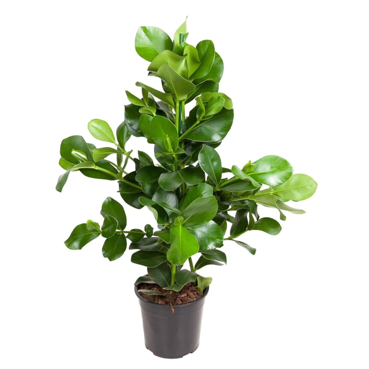 Clusia Rosea – 100 cm-Plant-plantenmagie