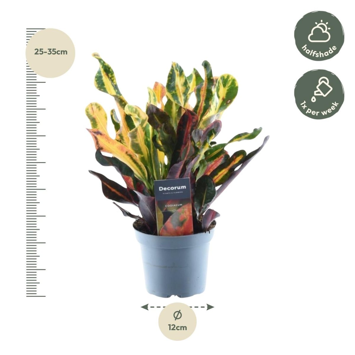 Codiaeum variegatum 'Mammi' - 30 cm - ø12 - Plant - plantenmagie