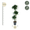 Dracaena Tatuade - 140 cm - ø24 - Plant - plantenmagie