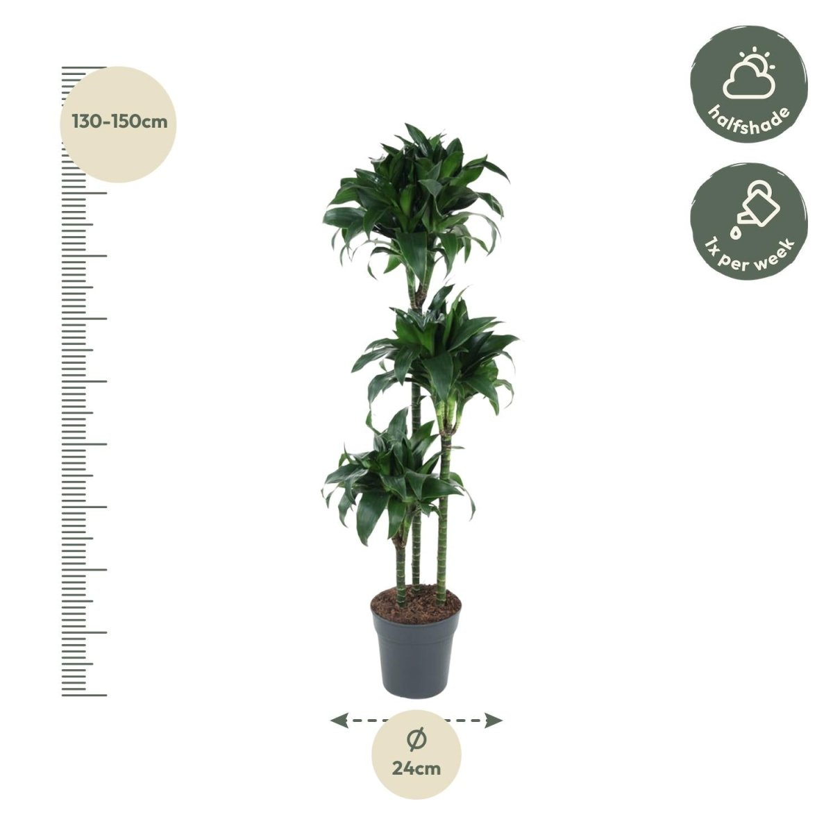 Dracaena Tatuade - 140 cm - ø24 - Plant - plantenmagie