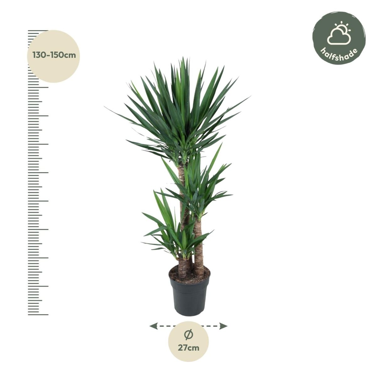 Yucca Elephantipe - 140 cm - ø24 - Plant - plantenmagie