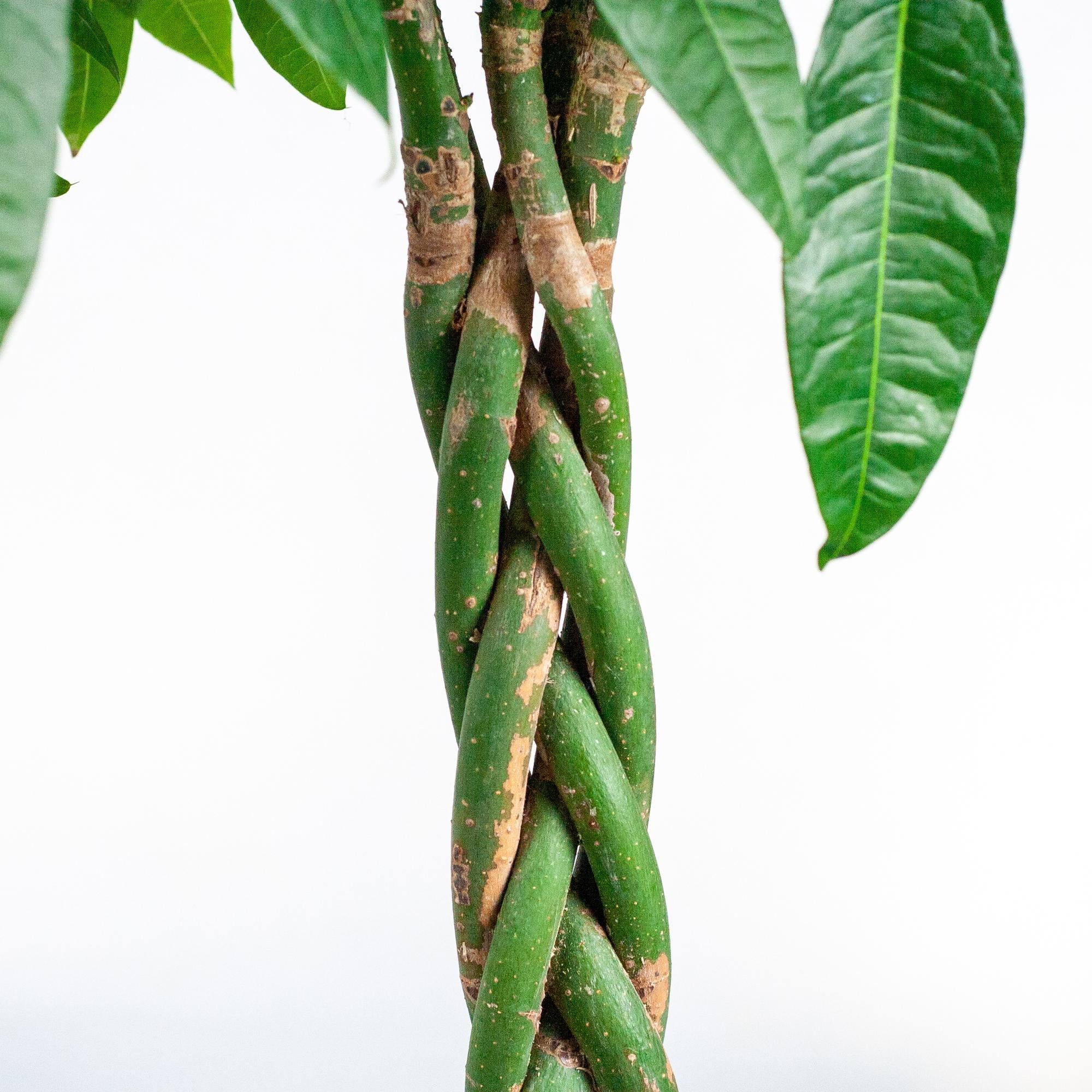 Grote Pachira Aquatica plant met glanzende groene bladeren – luchtzuiverende kamerplant