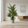 Chamaerops Humilis – 130 cm-Plant-plantenmagie