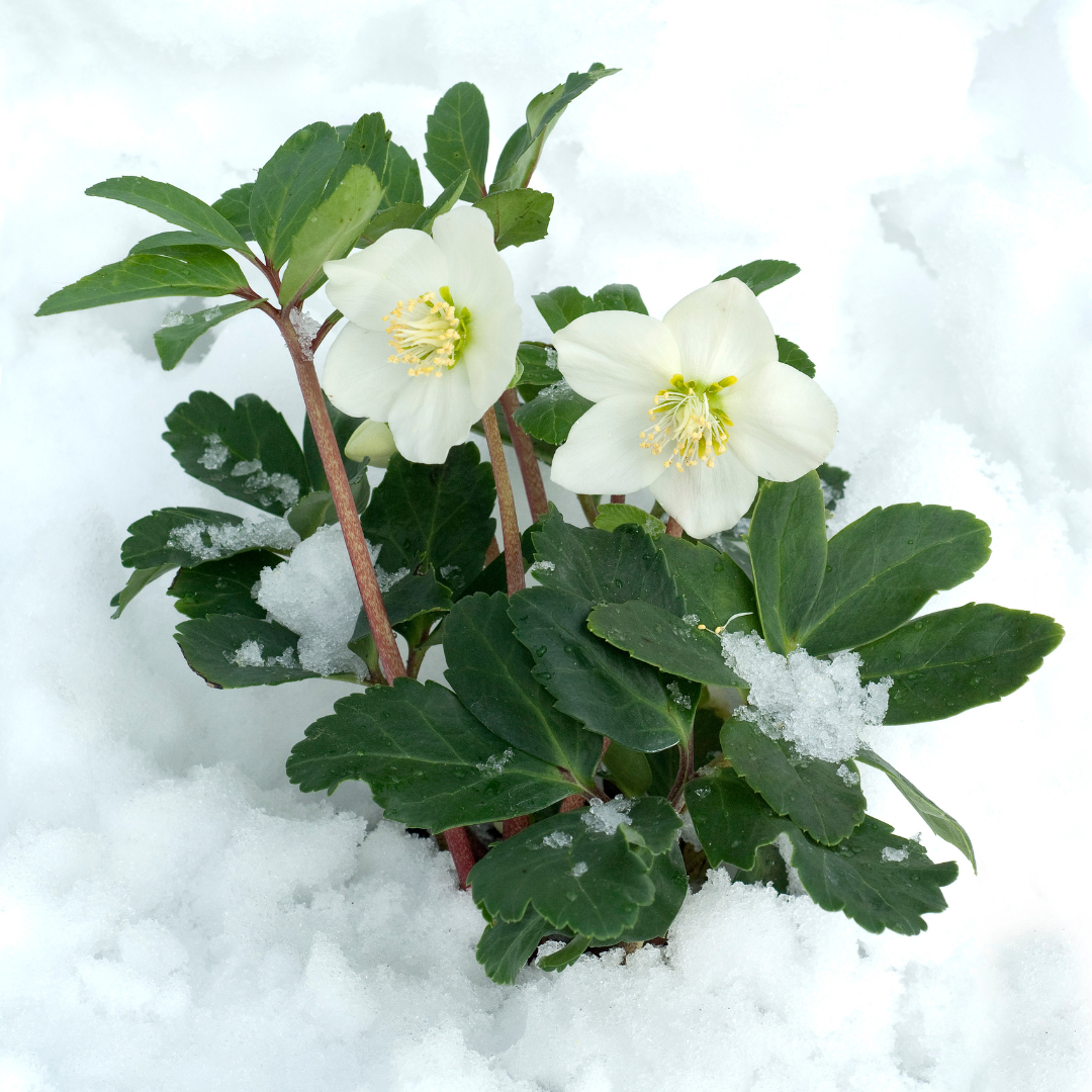 helleborus-niger-wintergroen-blad-bij-sneeuw
