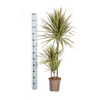 dracaena-marginata-bicolor-plantenmagie-verpakking