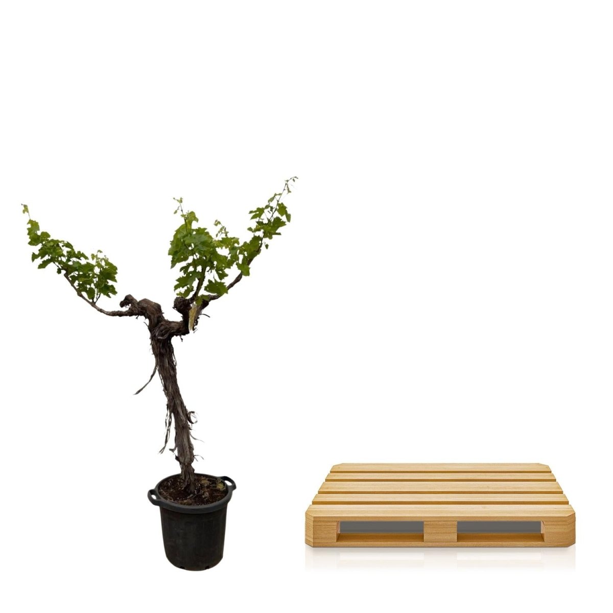 Druivenboom (Vitis Vinifera) stam vertakt – 200 cm-Plant-plantenmagie