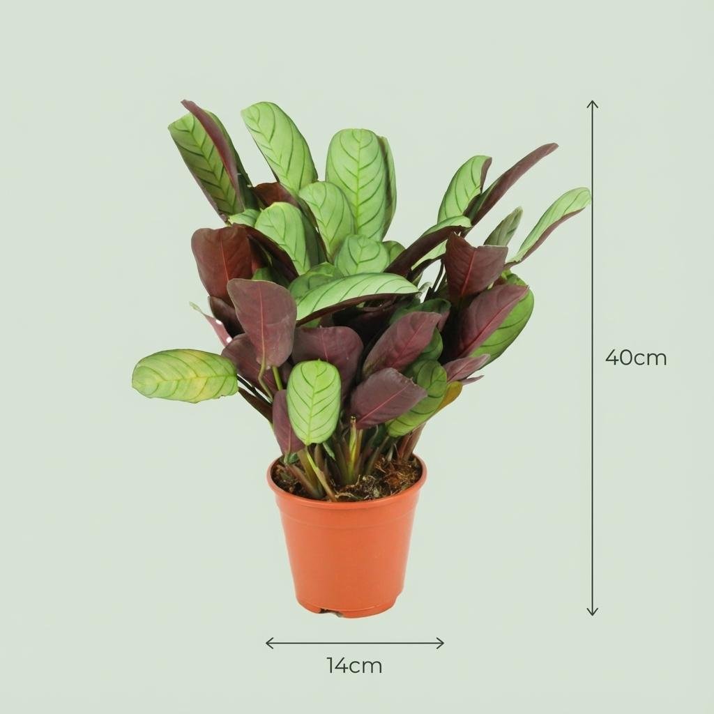 Ctenanthe Amagris 35–40 cm Ø14 cm - Plant - plantenmagie