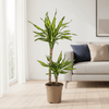 Dracaena Rikki 70–90 cm Ø19 cm - Plant - plantenmagie