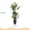 Kentia Palm - Weinig Onderhoud - Groen - 1 plant - Pot 27cm - Hoogte 160-170cm