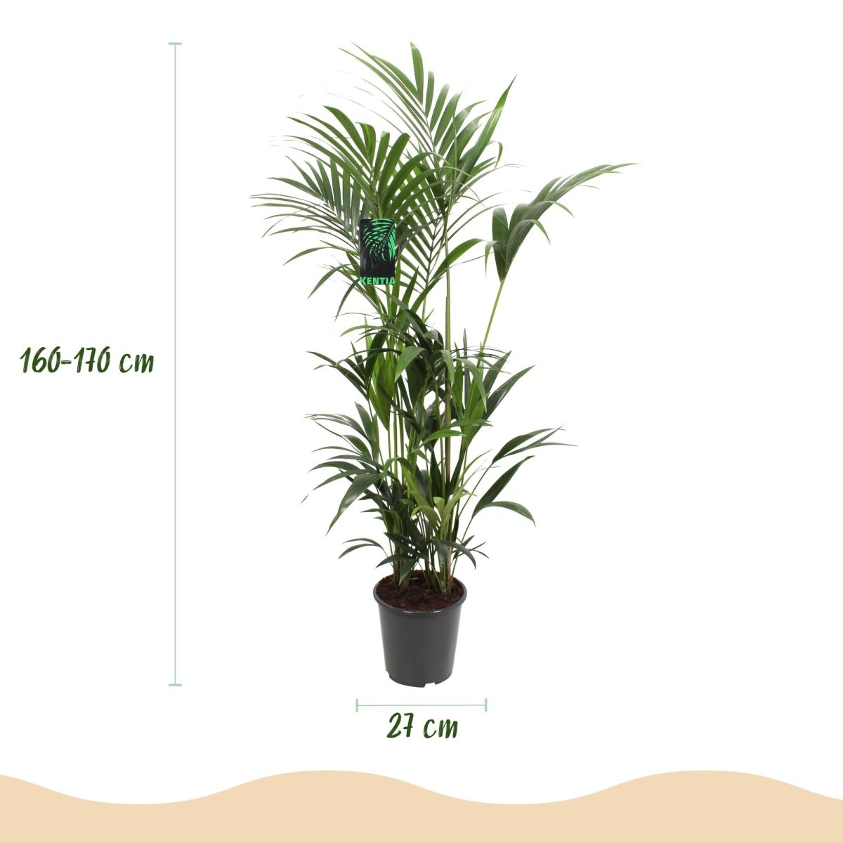 Kentia Palm - Weinig Onderhoud - Groen - 1 plant - Pot 27cm - Hoogte 160-170cm