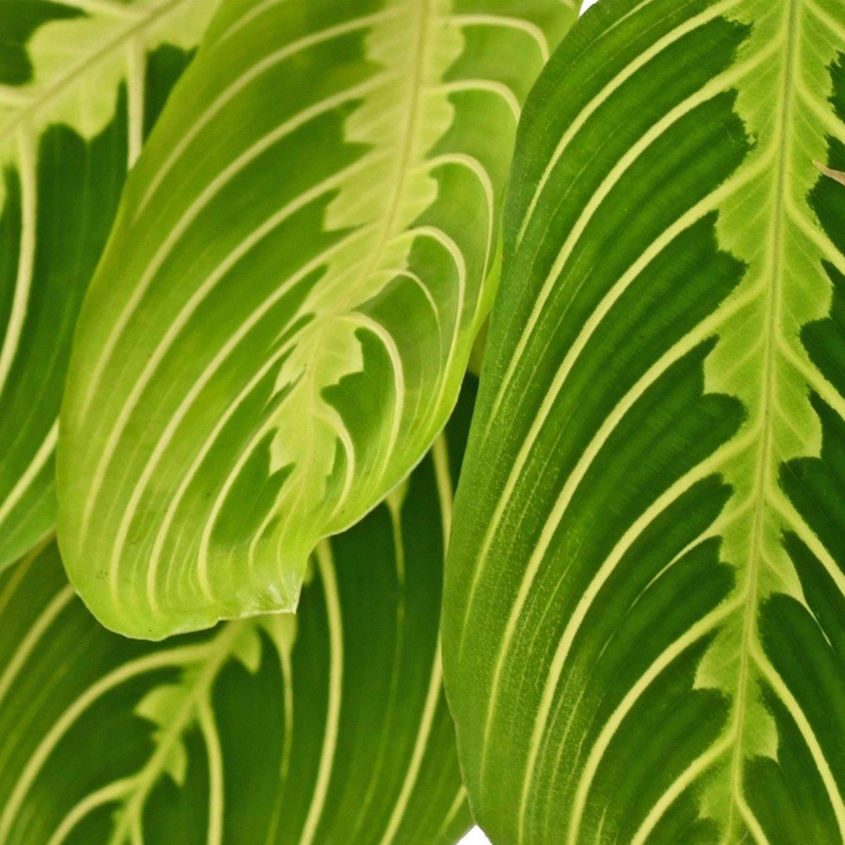 Maranta Fascinator Lemon Lime - Gebedsplant - Huisdiervriendelijk - 4 Planten-Plant-Planten Magie