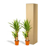 2x Yucca - ↨90cm - Ø17cm - Plant - plantenmagie