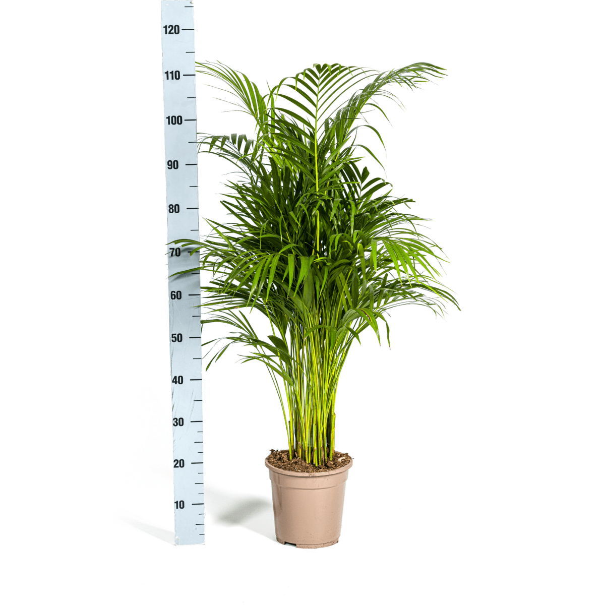 Dypsis Areca Lutescens goudpalm 100–120 cm met mand Ø21 cm - Plant - plantenmagie
